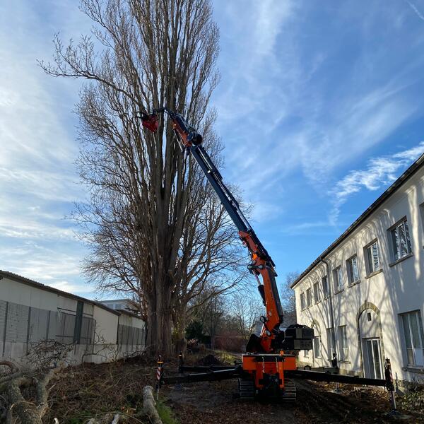 Wenn unter dem Baum nichts beschädigt werden soll, ist der Fällkran ideal