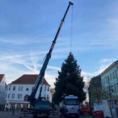 Gleich geht es für den baum auf seinen Standort