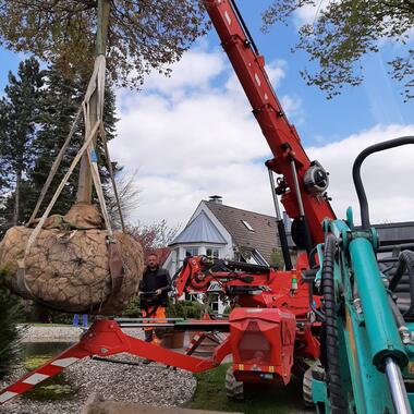 Baum mit dem Kran in die richtige Position bringen