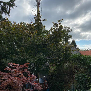 Im Gebüsch des Nachbargrundstücks steht der mast