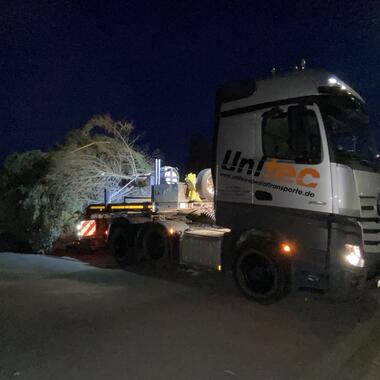 Abfahrbereit wartet der Baum auf den Transport zum Marktplatz