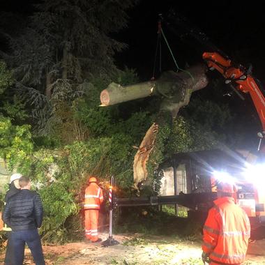 Baum mit Kran angehoben